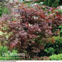 Acer Palmatum 'Atropurpureum' 9 Acer Palmatum 'Atropurpureum' -Double Tree Store acer atrop22