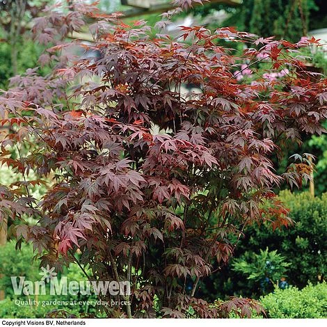 Acer Palmatum 'Atropurpureum' 5 Acer Palmatum 'Atropurpureum' - Image 3