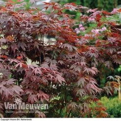 Acer Palmatum 'Atropurpureum' 10 Acer Palmatum 'Atropurpureum' -Double Tree Store acer atrop32