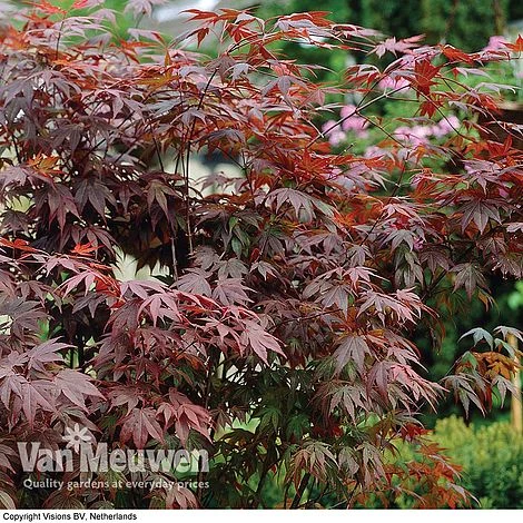 Acer Palmatum 'Atropurpureum' 6 Acer Palmatum 'Atropurpureum' - Image 4