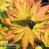 Acer Palmatum 'Orange Dream' -Double Tree Store acer dream