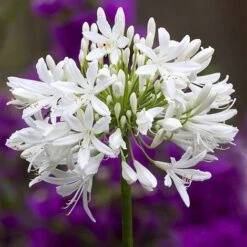 Agapanthus Africanus 'Albus' -Double Tree Store albus3