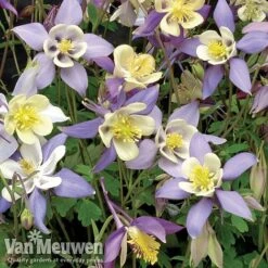 Garden Ready Perennial Collection -Double Tree Store aquilegia