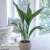 Aspidistra Elatior (House Plant) -Double Tree Store aspi vka2850 b1