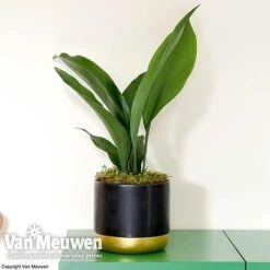 Aspidistra Elatior (House Plant) -Double Tree Store aspi vka2850 d