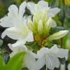 Azalea Japonica 'Snow White' (Patio Standard) -Double Tree Store aza