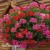 Geranium 'Balcon Mix' Pre-Planted Basket -Double Tree Store balcon1