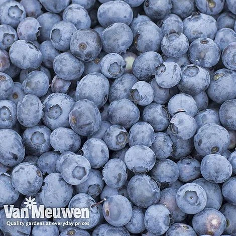 Blueberry 'Duke' 4 Blueberry 'Duke' - Image 2