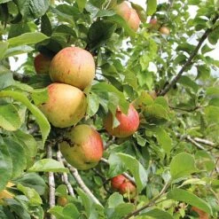 Apple Bramleys Seedling -Double Tree Store bram