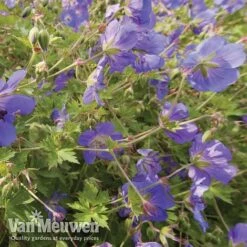 Geranium 'Brookside' -Double Tree Store brooks4