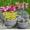 Bumper Spring Bulb Collection -Double Tree Store bulb coll1