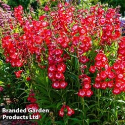 Penstemon 'Ice Cream Collection' -Double Tree Store cherry1