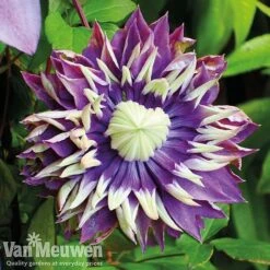 Double Tree Store -Double Tree Store clem111