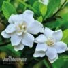 Gardenia 'Crown Jewels' -Double Tree Store crownjewels2