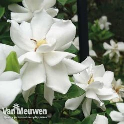 Gardenia 'Crown Jewels' -Double Tree Store crownjewels21