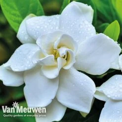 Gardenia 'Crown Jewels' -Double Tree Store crownjewels4