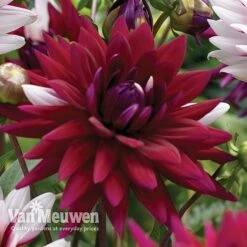Dahlia 'Rebecca's World' -Double Tree Store dahl 70042v C