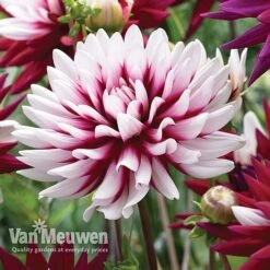 Dahlia 'Rebecca's World' -Double Tree Store dahl 70042v D