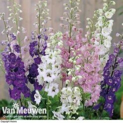 Delphinium Hybridum 'Magic Fountains Mixed' -Double Tree Store delp v46937 b