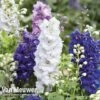 Delphinium Hybridum 'Magic Fountains Mixed' -Double Tree Store delp v46937 d