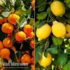 Citrus Tree Collection 1 Citrus Tree Collection -Double Tree Store duo5