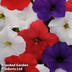 Petunia 'Easy Wave Union Jack Mix' -Double Tree Store flag2