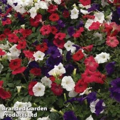 Petunia 'Easy Wave Union Jack Mix' -Double Tree Store flag3