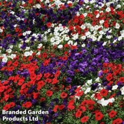 Petunia 'Easy Wave Union Jack Mix' -Double Tree Store flag4