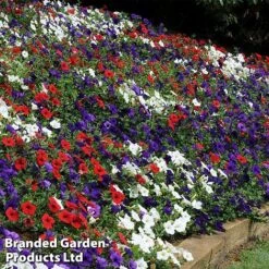 Petunia 'Easy Wave Union Jack Mix' -Double Tree Store flag5