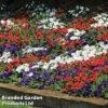 Petunia 'Easy Wave Union Jack Mix' -Double Tree Store flag6