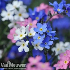 Forget-Me-Not 'Sylva Mixed' (Garden Ready) -Double Tree Store forget 2