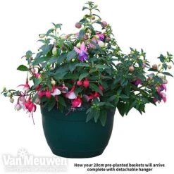 Fuchsia Trailing Pre-Planted Basket -Double Tree Store fuch vm