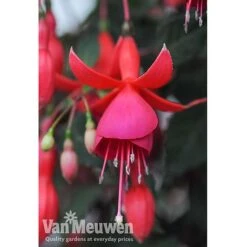 Fuchsia 'Fusion' -Double Tree Store fuch2