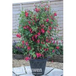 Fuchsia 'Fusion' -Double Tree Store fuch3