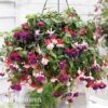 Fuchsia Trailing Pre-Planted Basket -Double Tree Store fuchsia trailing mix