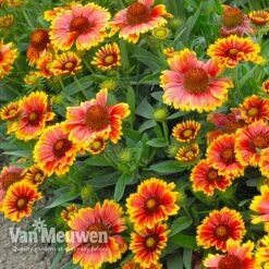 Gaillardia 'Arizona Sun' -Double Tree Store gail v17402 B