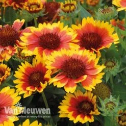 Gaillardia 'Arizona Sun' -Double Tree Store gail v17402 C