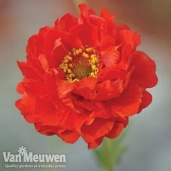 Garden Ready Perennial Collection -Double Tree Store geum1