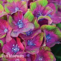 Hydrangea Macrophylla GLAM ROCK 'Horwack' -Double Tree Store glam2