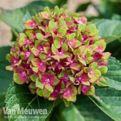 Hydrangea Macrophylla GLAM ROCK 'Horwack' -Double Tree Store glam3