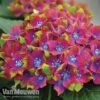 Hydrangea Macrophylla GLAM ROCK 'Horwack' -Double Tree Store glam5