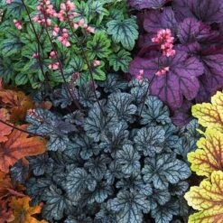 Heuchera 'Mosaic' -Double Tree Store heuchera NOW1