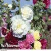 Hollyhock 'Chater's Double Mixed' -Double Tree Store holl v65460 b