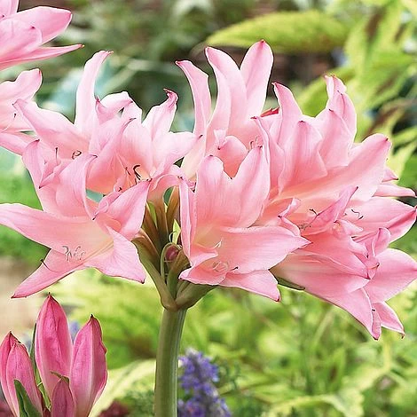 Amarcrinum Memoria-corsii 'Howardii' 4 Amarcrinum Memoria-corsii 'Howardii' - Image 2