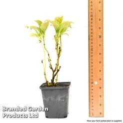 Hydrangea Macrophylla GLAM ROCK 'Horwack' -Double Tree Store hydr