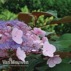 Hydrangea Aspera 'Hot Chocolate' -Double Tree Store hyrdrangea hot chocolate2
