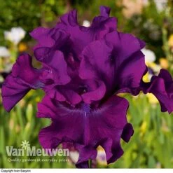 Iris Re-Blooming Collection -Double Tree Store iris cantina