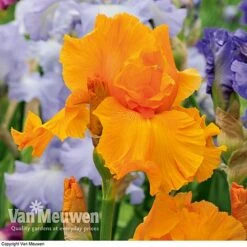 Iris Re-Blooming Collection -Double Tree Store iris orangeharvest
