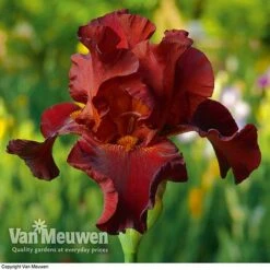 Iris Re-Blooming Collection -Double Tree Store iris passthewine
