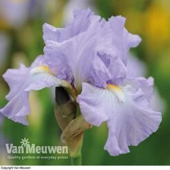Iris Re-Blooming Collection -Double Tree Store iris victoriafalls